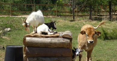 Parc animalier des Gorges de l’Ardèche