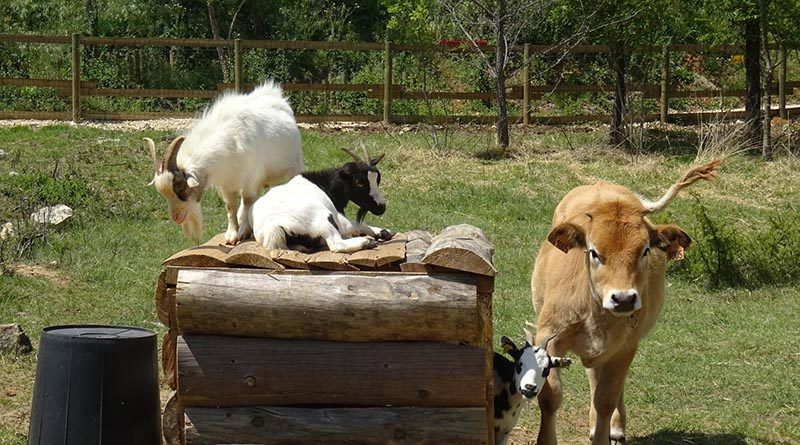 Parc animalier des Gorges de l’Ardèche